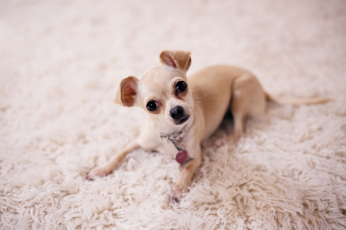 Carpet Installation Edmonton